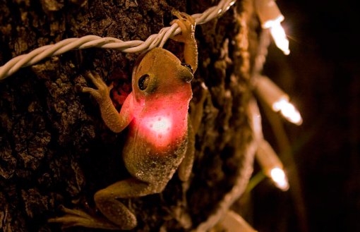 illuminated-frog